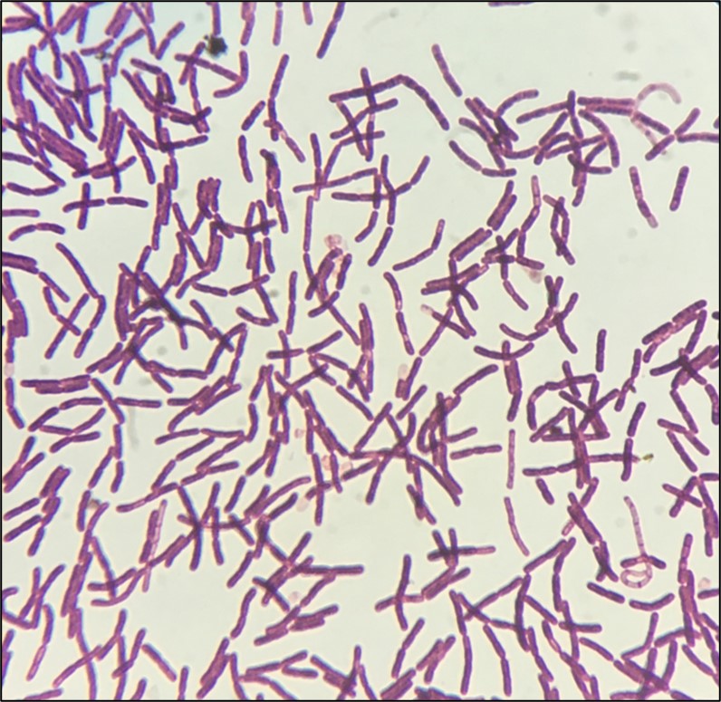 Coloration de bactéries observé au microscope (x1000) 