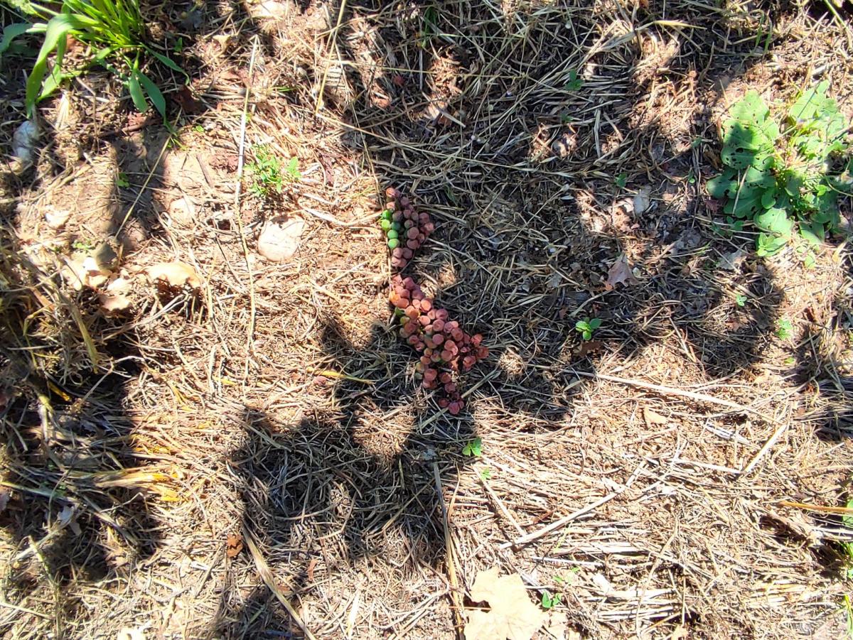Raisins au sol après des vendanges en vert