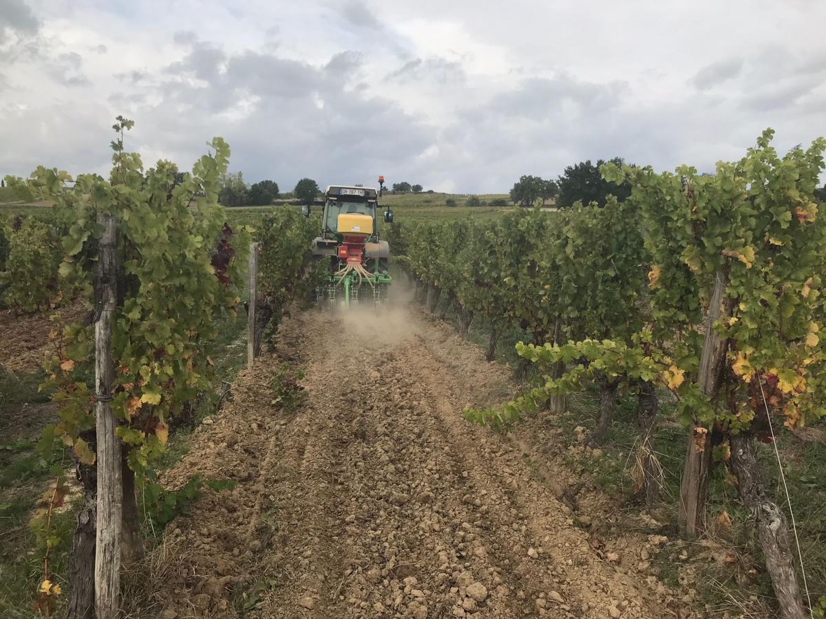 semis des couverts végétaux à l'automne