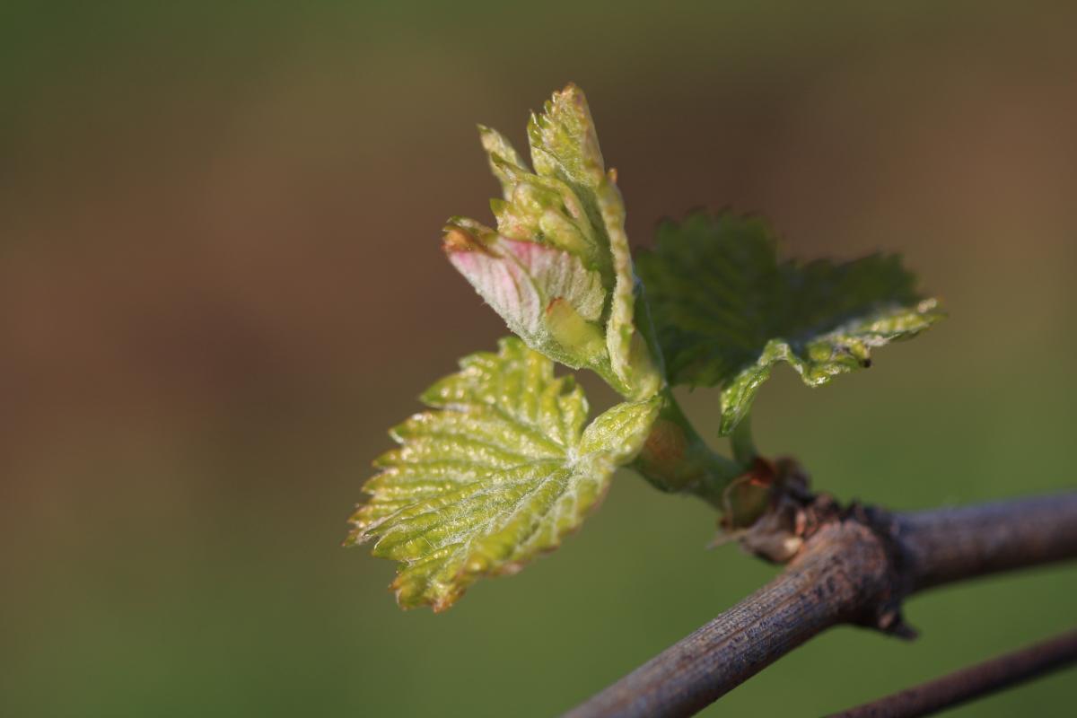 L'écologie de la plante