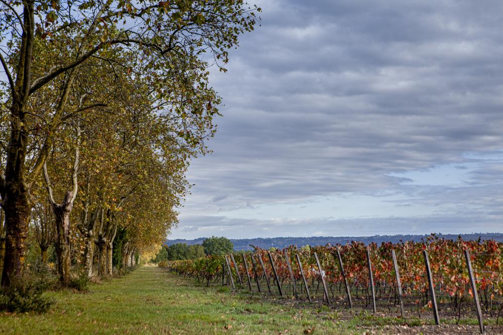Chaleur, gel, grêle : la viticulture du Sud-Ouest face au changement climatique