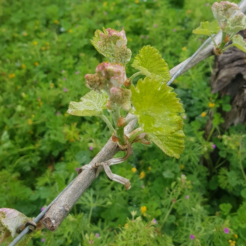 Face à la tempête viticole qui secoue la Filière, Vinovalie trace sa route vers 2030