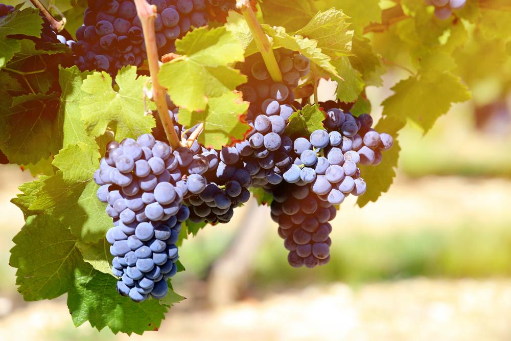 Index égalité professionnel 2026