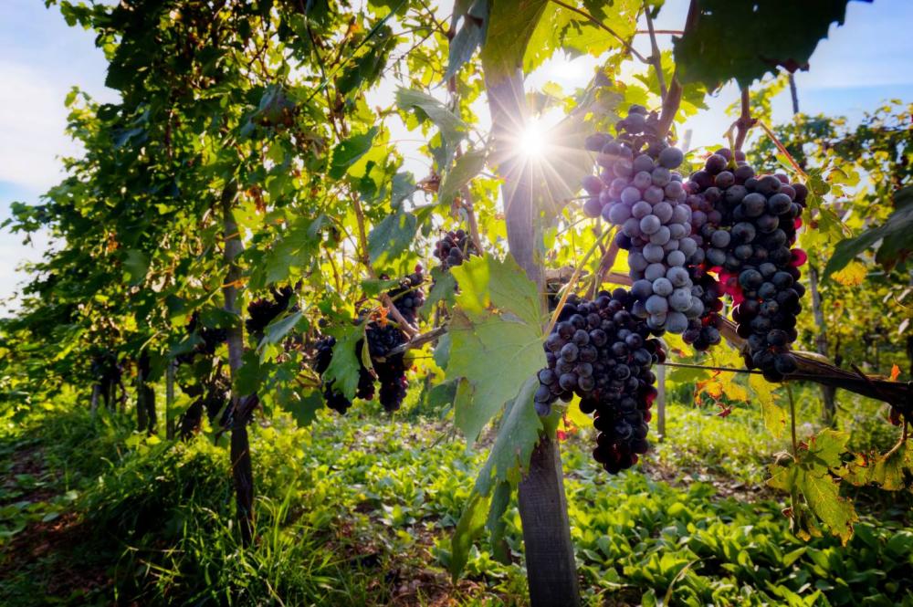 Une coopérative Agricole, qu'est-ce que c'est ?