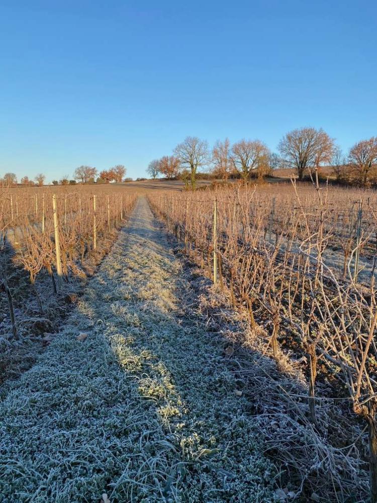 vignes gelées hiver 2022