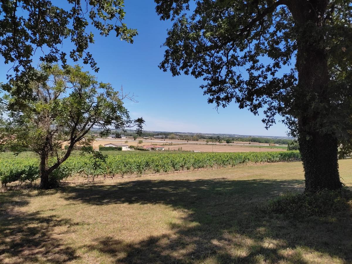 vignes de Pascal et Frédérique Pelissou