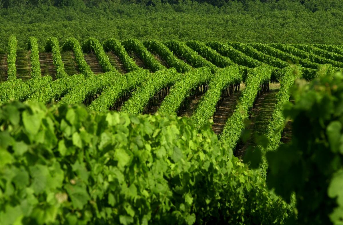 Vignoble de Cahors