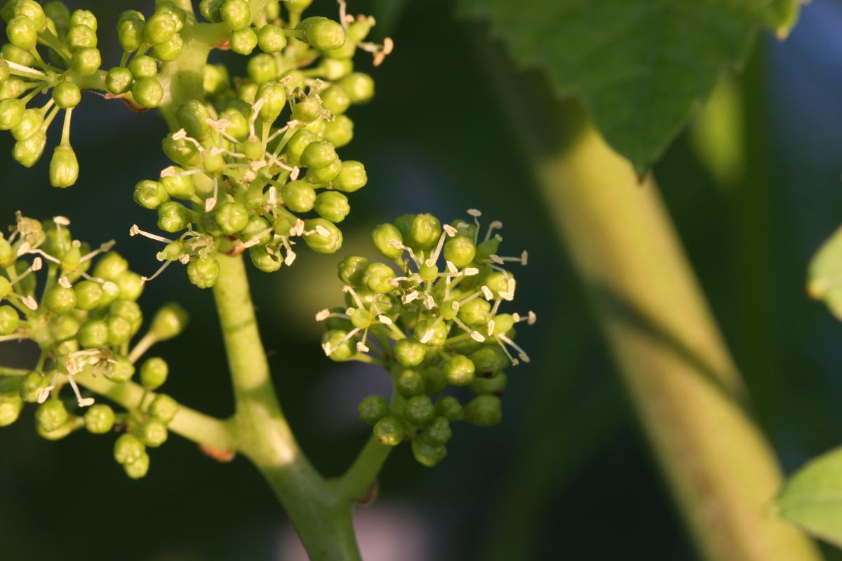 L'écologie de la plante