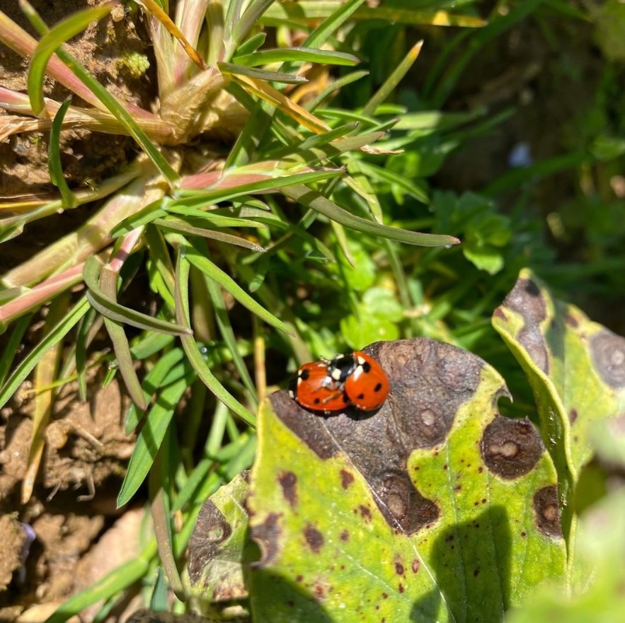 coccinelles dans les vignes. Crédit Vinovalie