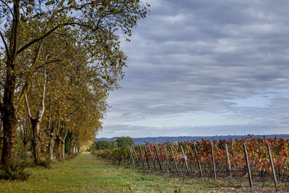 adapter la vigne au changement climatique