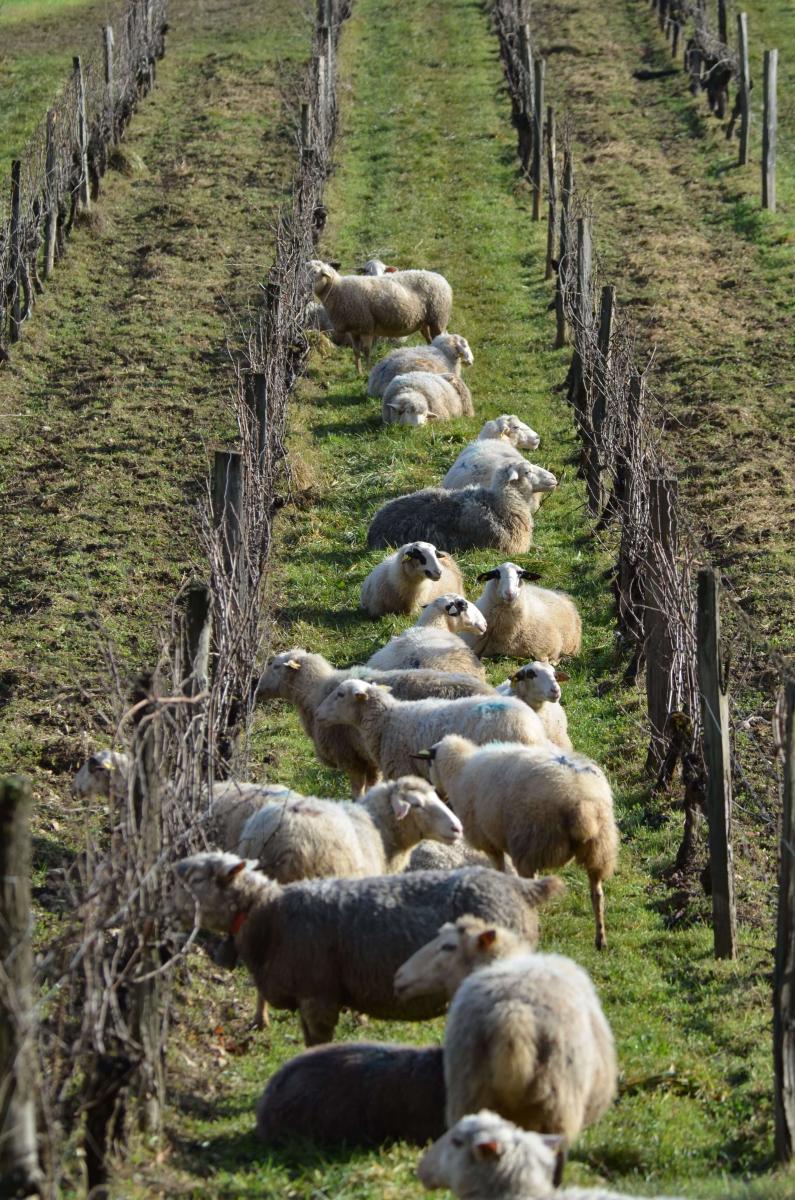 brebis dans les vignes du lot en hiver