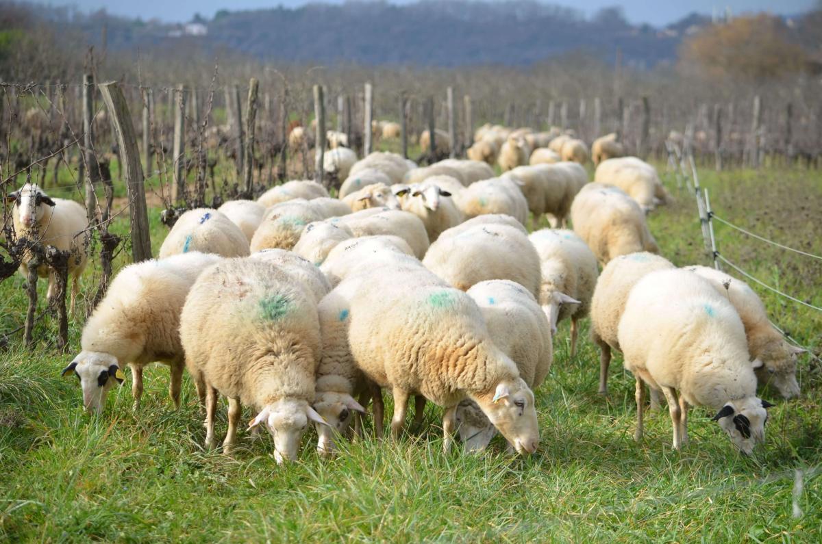 Brebis pâturant dans les vignes du Lot 