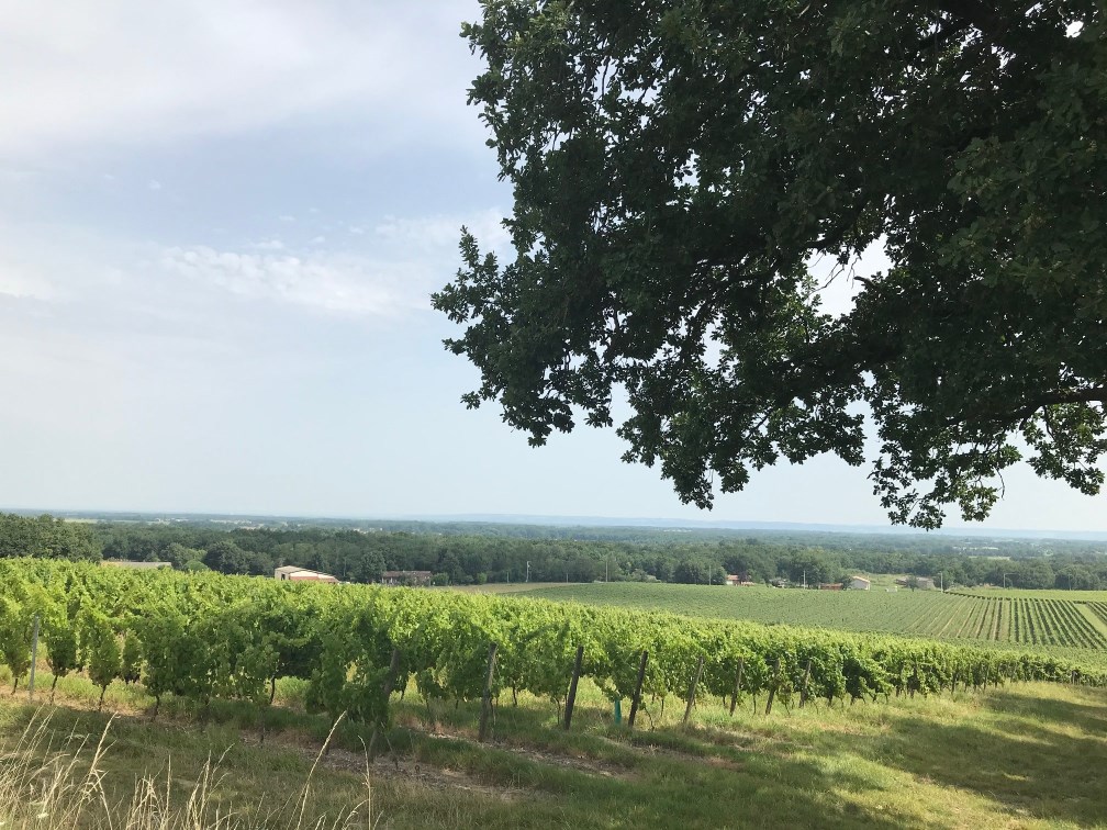 vigne domaine de Gabi Vinovalie