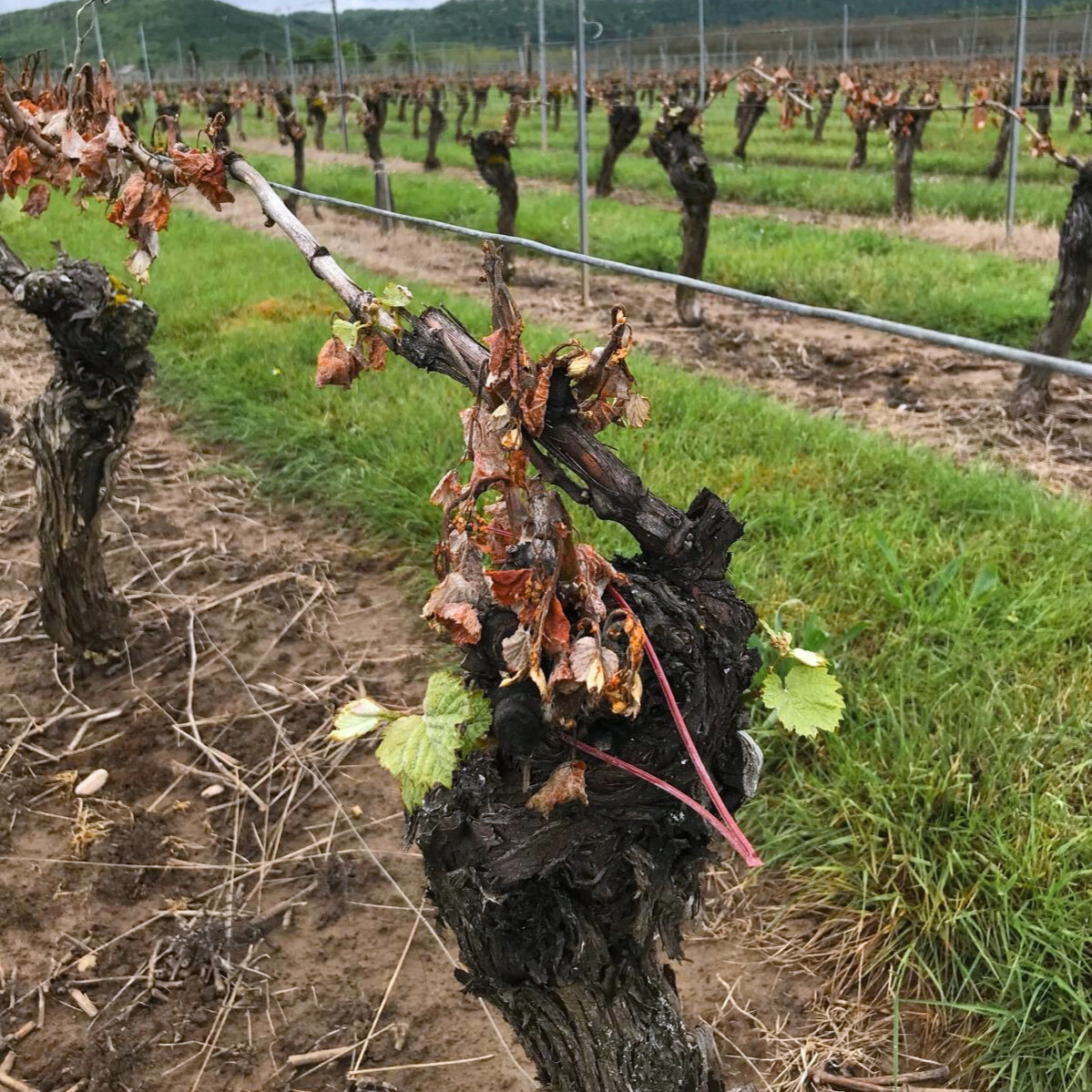 vignes gelées