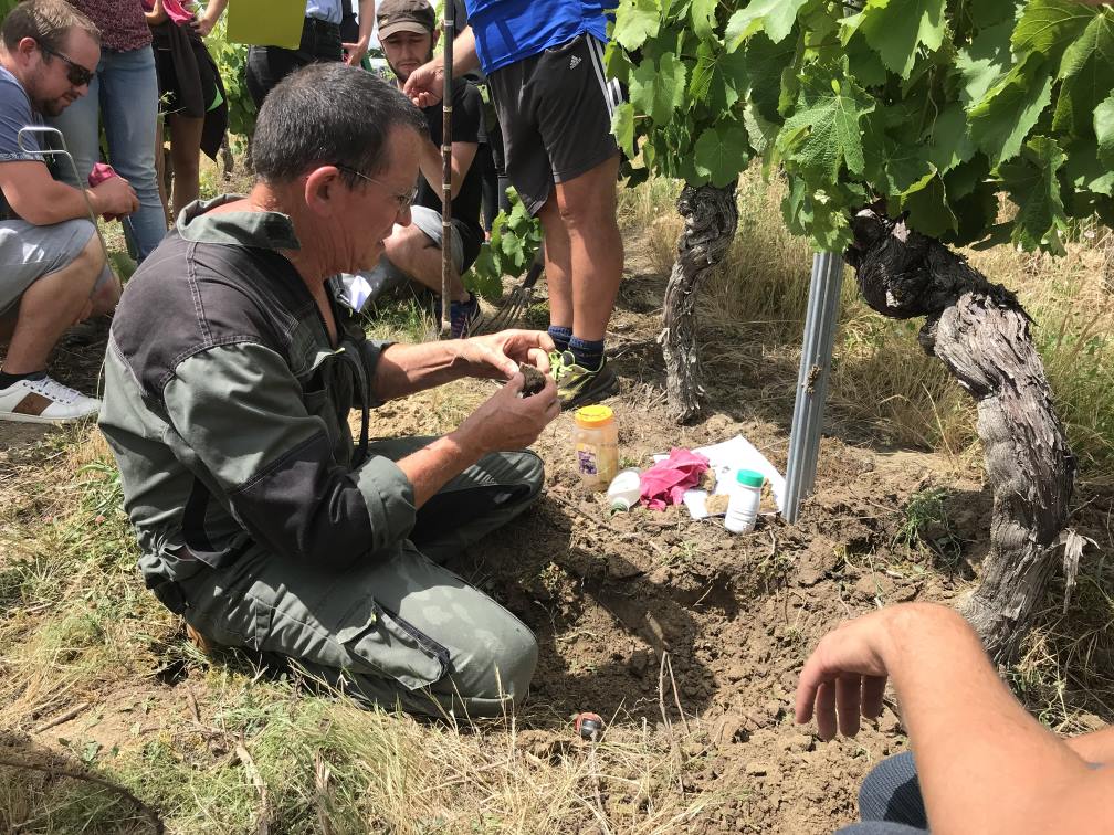 Etude de la fertilité de sols dans les vignes