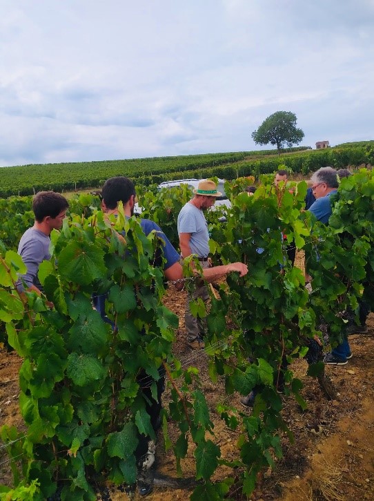 viti obs phase 2 vers une viticulture plus durable