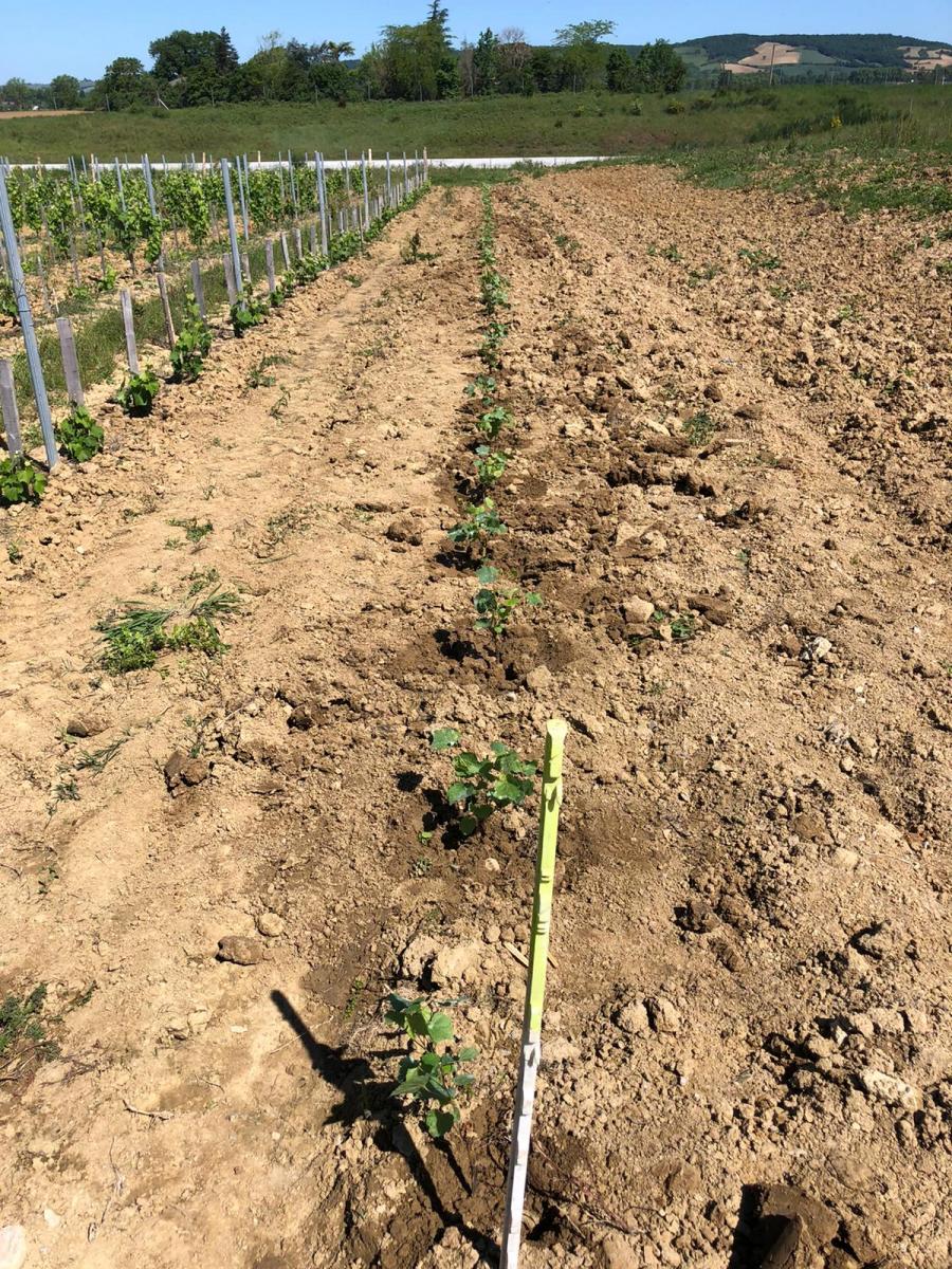 Plantation de Lambrusques sur le conservatoire des cépages 