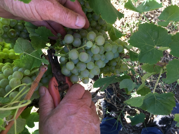 Vendanges à la main Mauzac pour Méthode Ancestrale