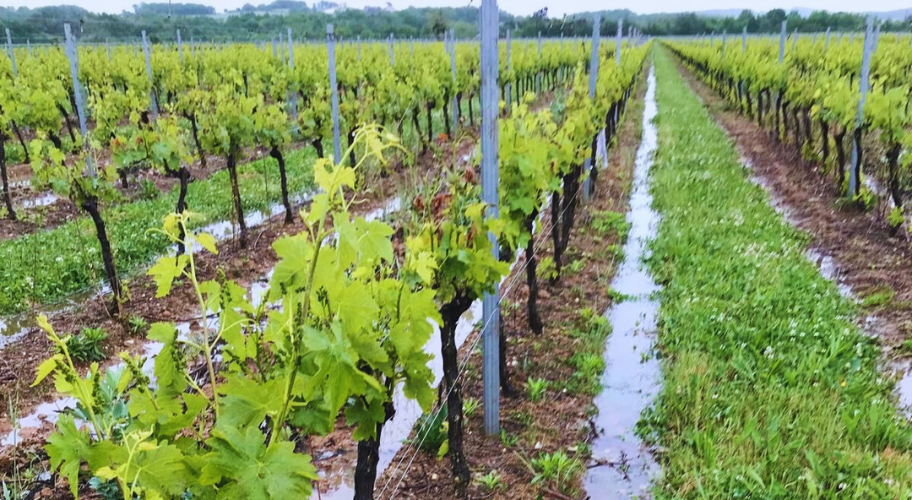 incidents climatiques dans les vignes du sud ouest