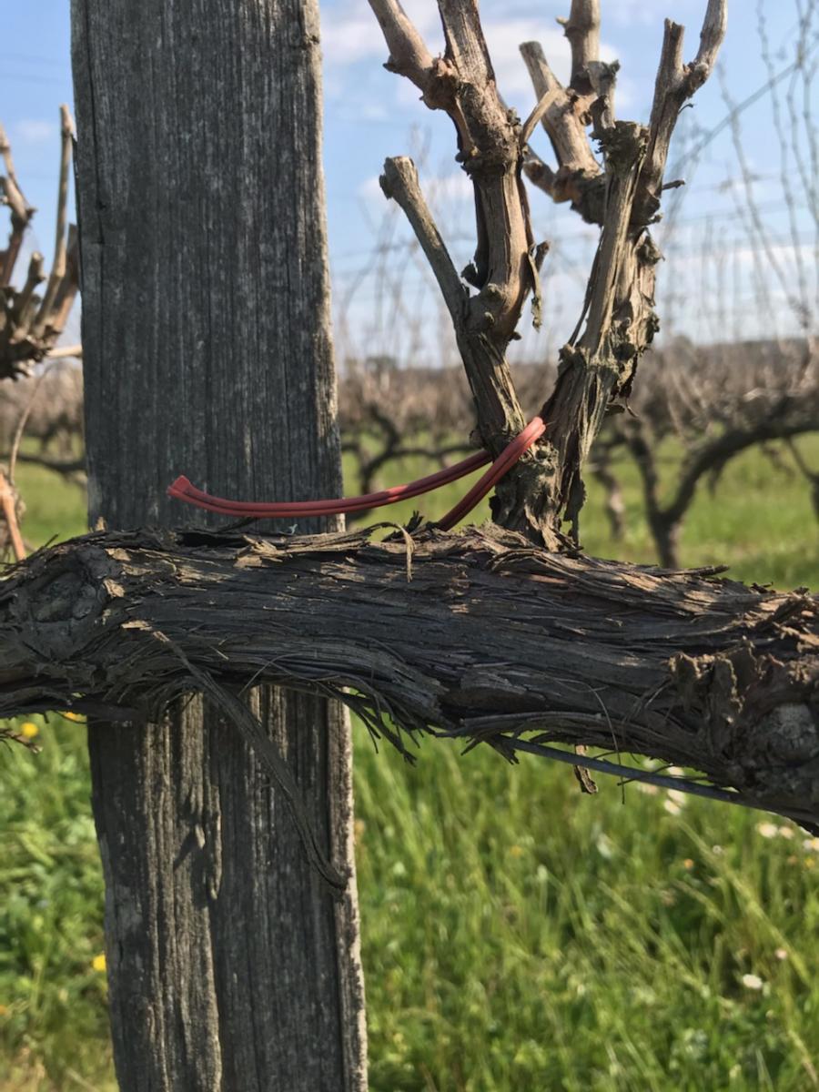 diffuseur de phéromones isonet : confusion sexuelle dans les vignes de Vinovalie. Credit Vinovalie 