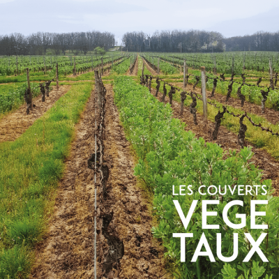 les couverts végétaux dans les vignes