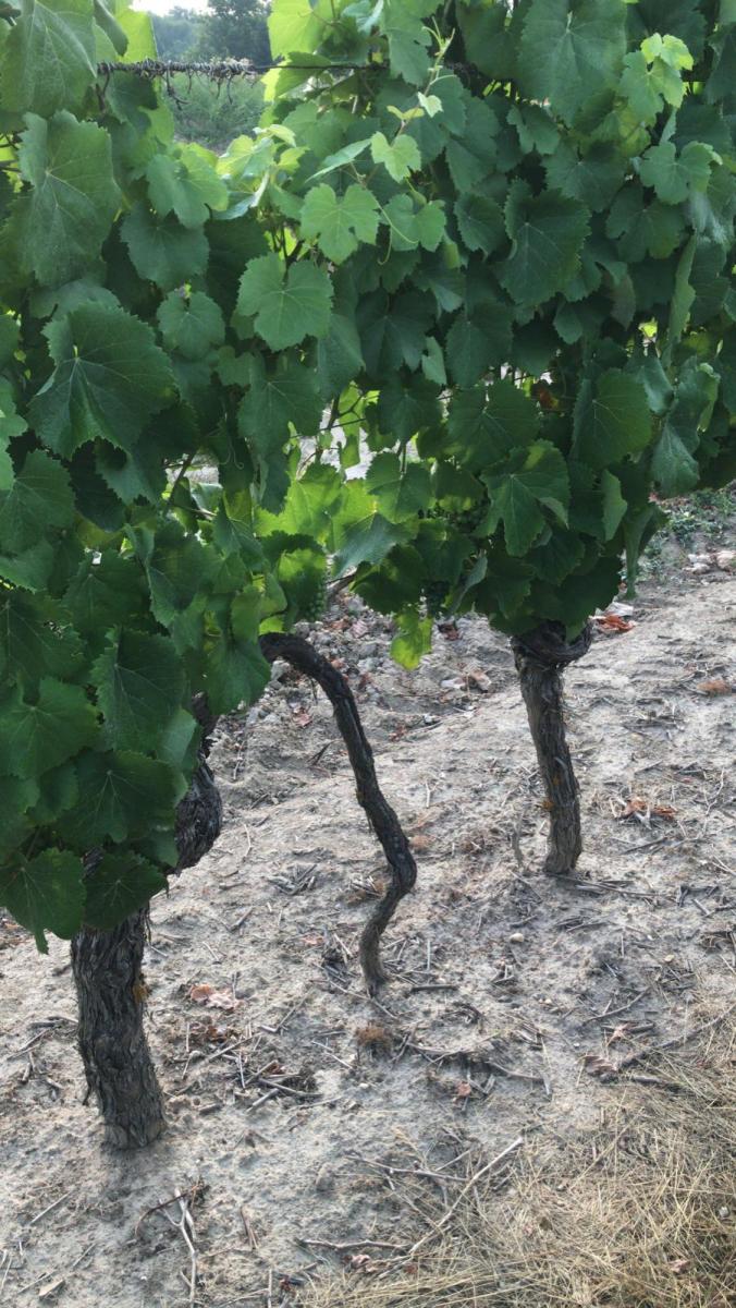 Vignes avant effeuillage