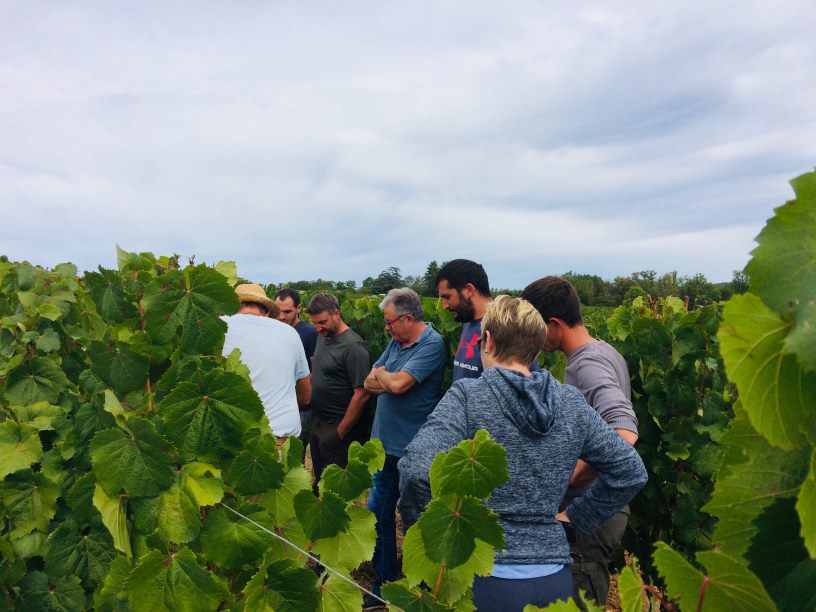 Groupe Phyto Progrès en réunion dans les vignes