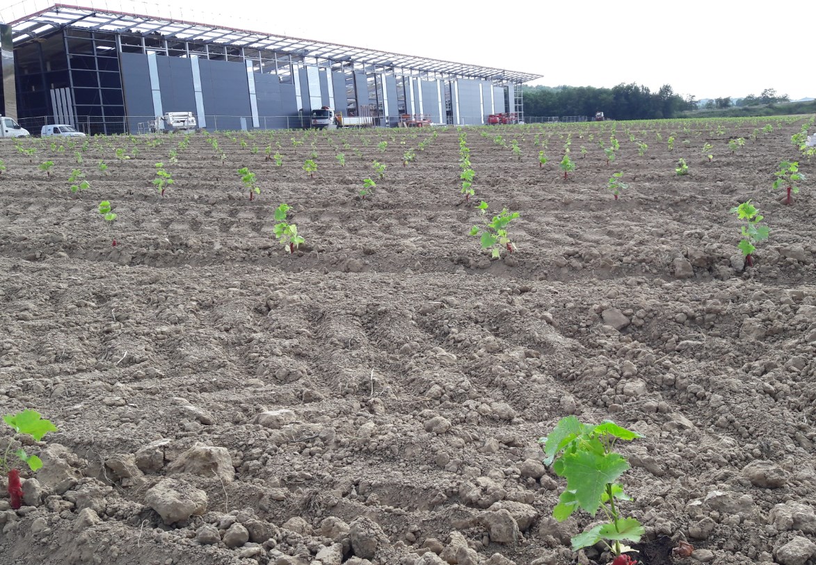 plantation du conservatoire des cépages en juin 2017