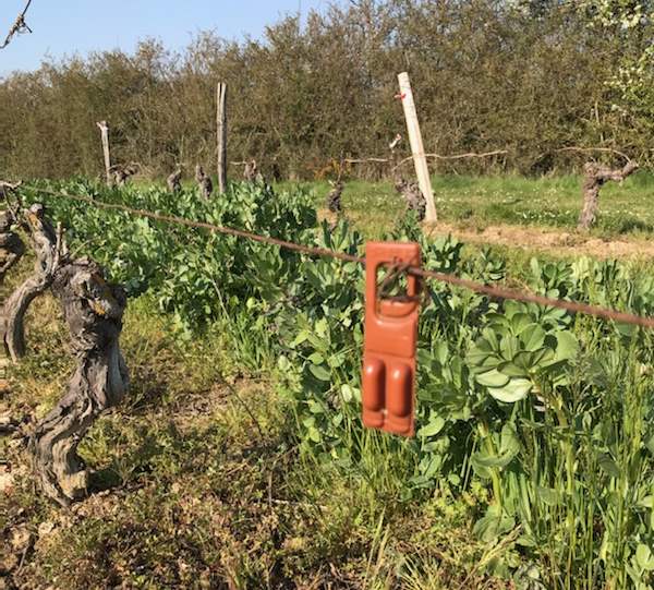 confusion sexuelle RAK dans les vignes de Vinovalie