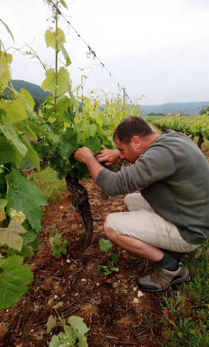 David Salvet vigneron coopérateur Vinvalie