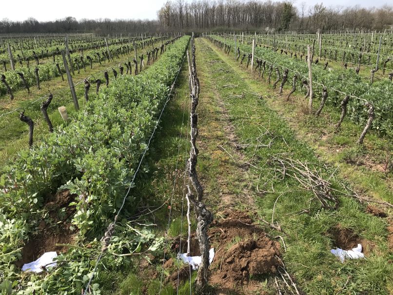 Slips enterrés dans les vignes pour test l'activité biologique du sol