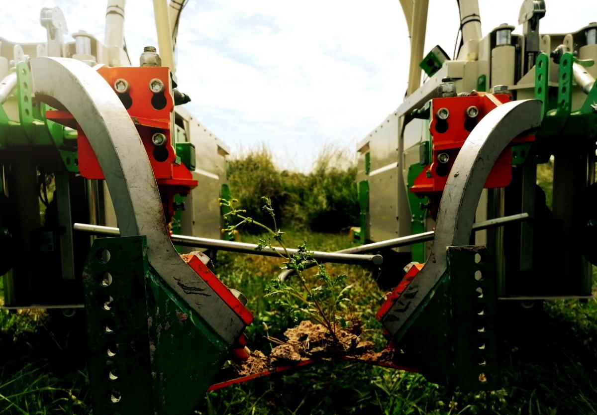 Robot de désherbage sous le rang de la vigne