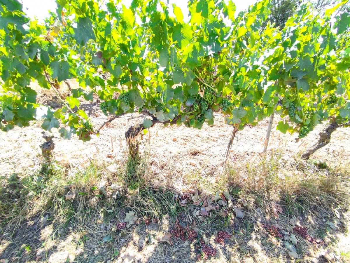 Vigne vendangées en vert