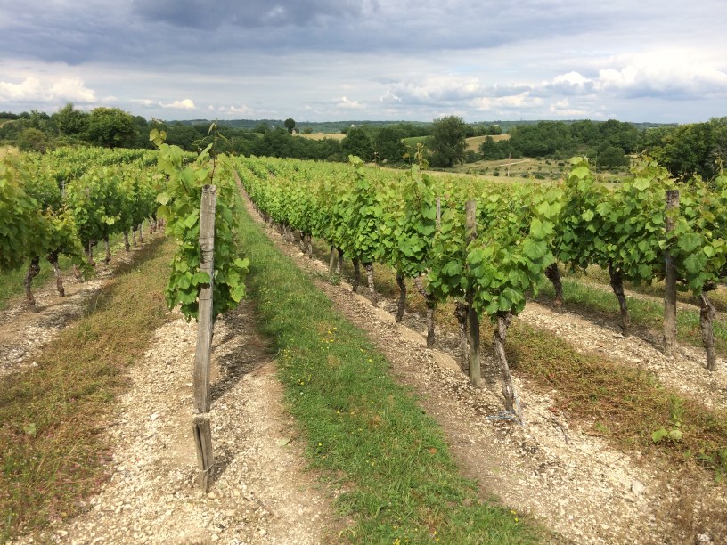 Vignes enherbées dans le vignoble cadurcien