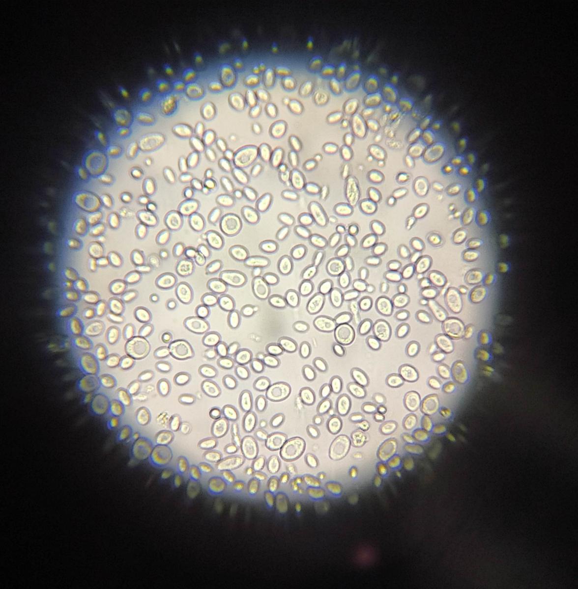 Levures de moux de raisin au microscope