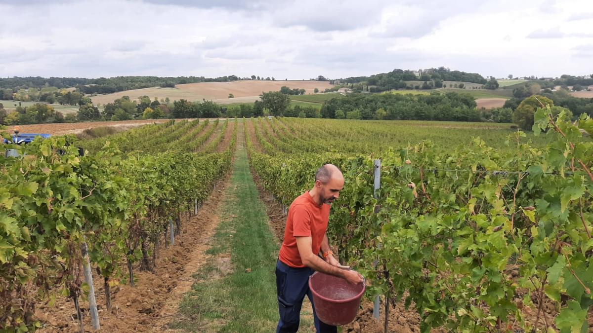 semis de trefle sous le rang de vigne au chateau candastres