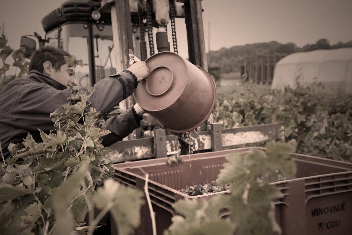 Vendanges chez Vinovalie