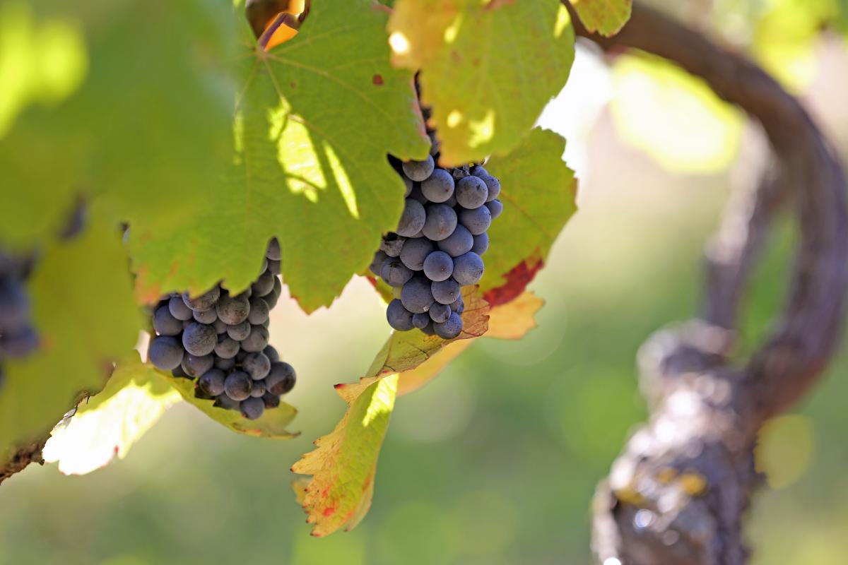 Vignoble de Fronton