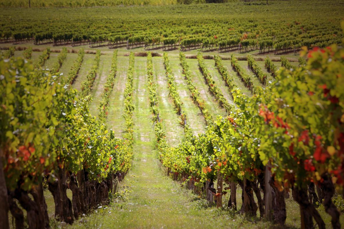 Vignoble de Gaillac