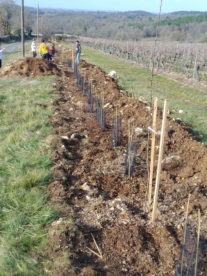 plantation de haie dans les vignes