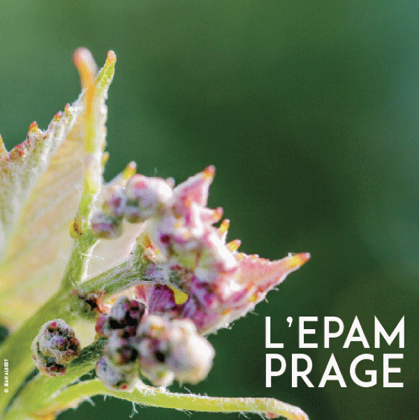 Épamprage de la Vigne