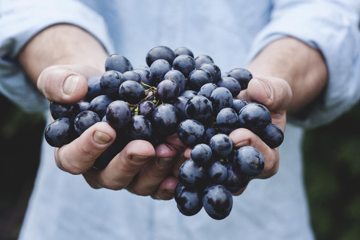 Vendanges 2016