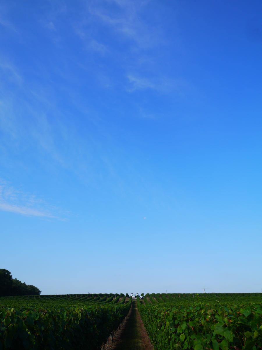 Bilan des vendanges 2016