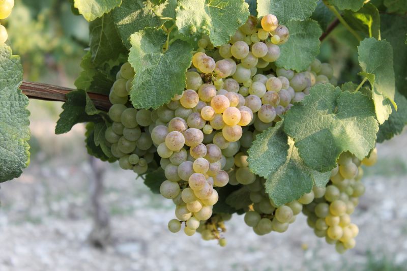 Raisin blanc Vendanges 2018